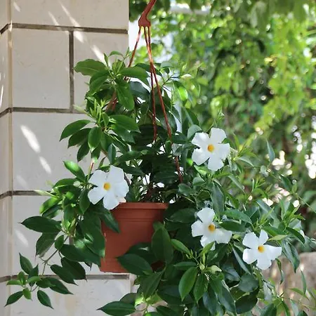 Bakara 3* ドゥブロブニク