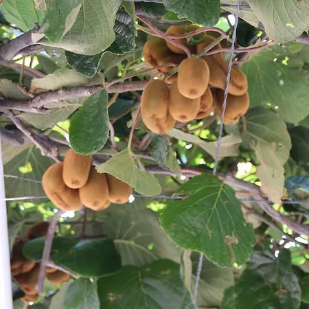 Bakara ドゥブロブニク